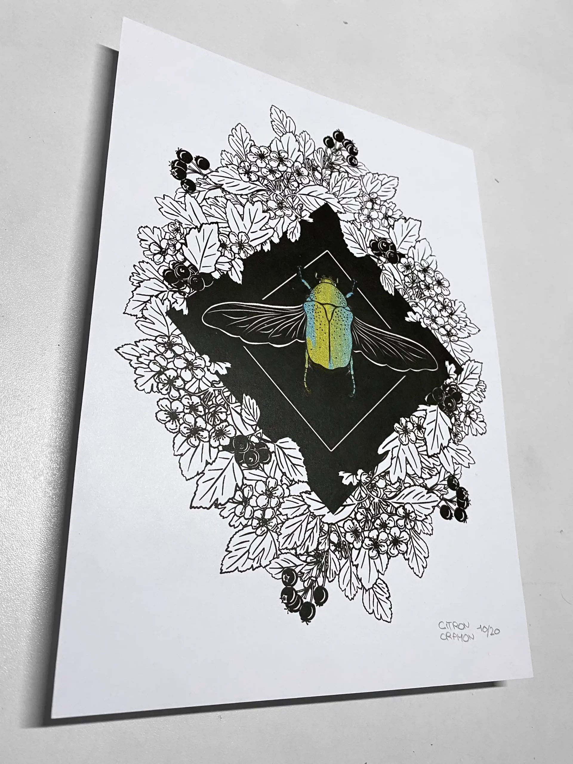 Affiche cétoine A4